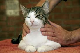 Image result for cat massage